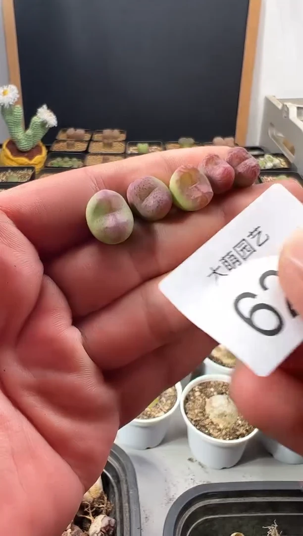 一物一拍          628