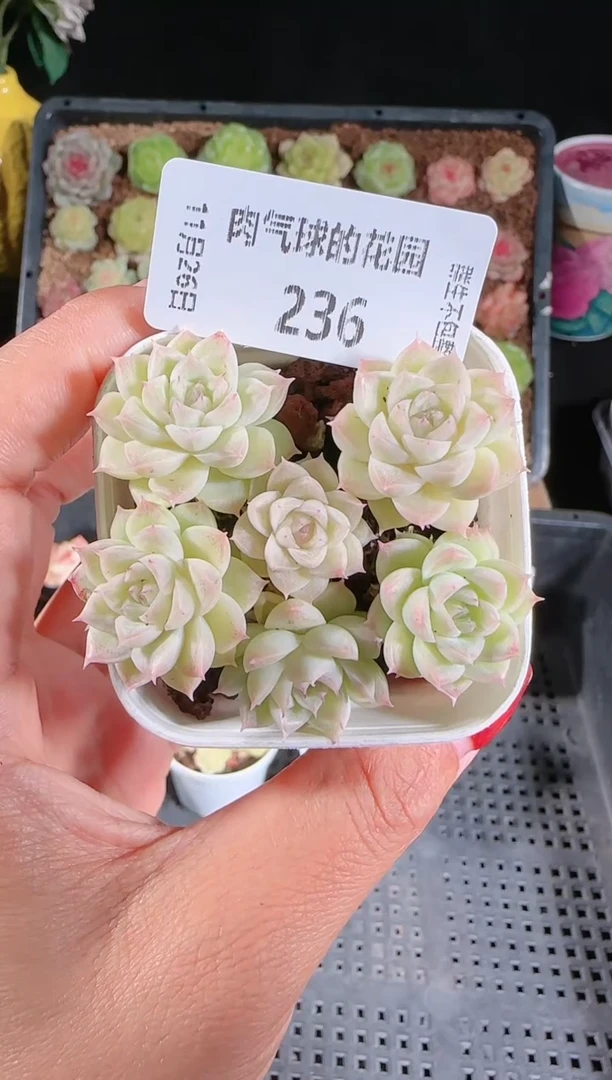 1126-236群生不包整