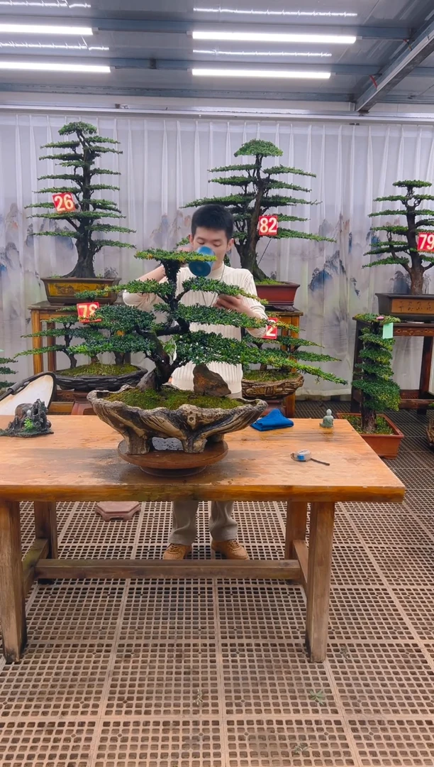 无花朵精品盆景直播间一物一拍