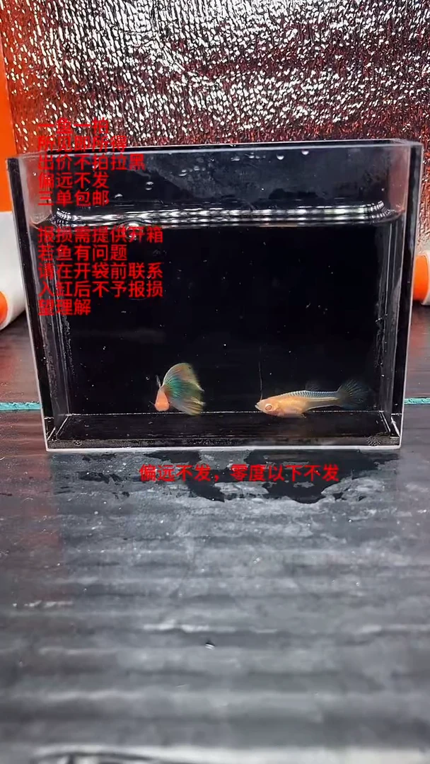 孔雀鱼孔雀鱼 25