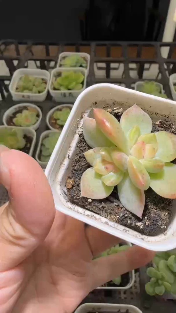 1598  T9多肉植物