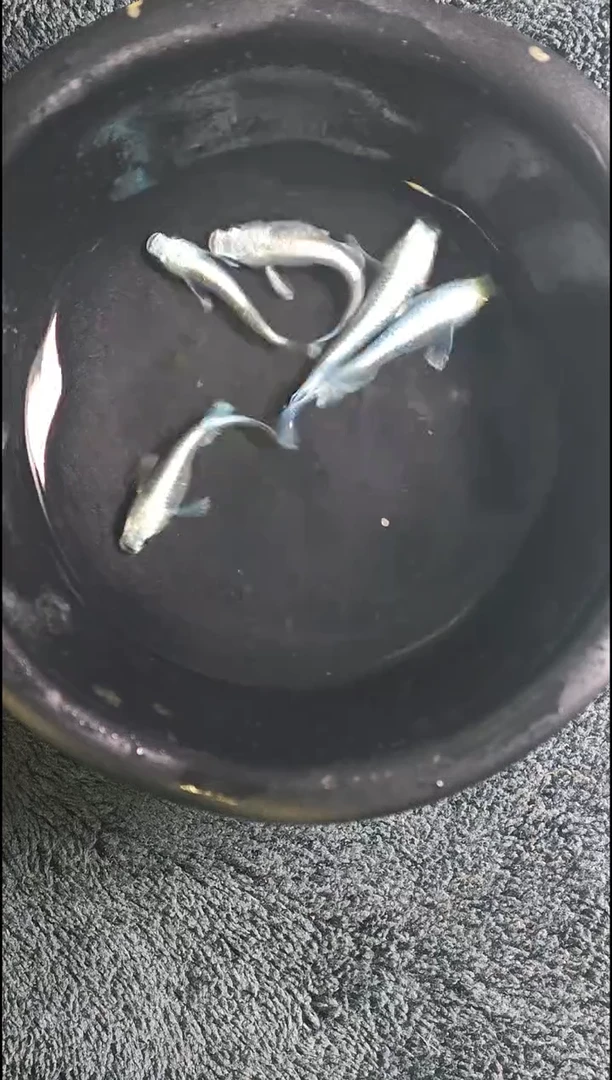 青鳉鱼观背青鳉24