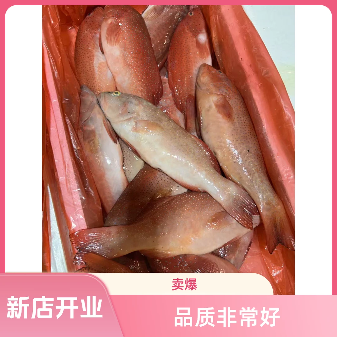 东海本港野生海捕新鲜东星斑 顺丰冷链发货