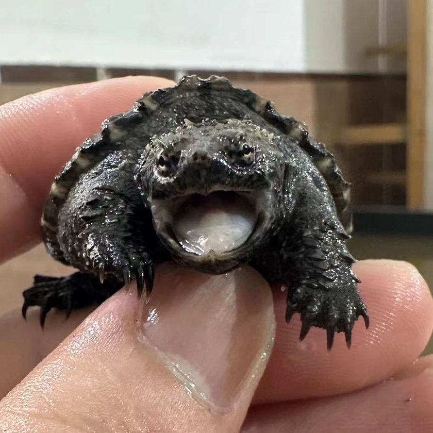 人工养殖观赏佛龟