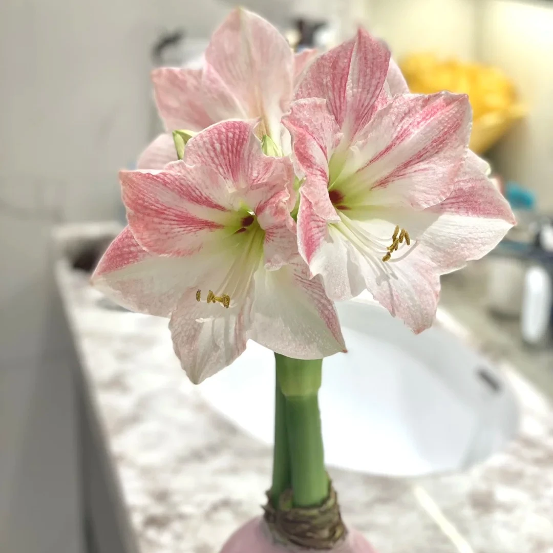 【初八发货】【坤哥专属】蜡封朱顶红种球 国风系列法拉利