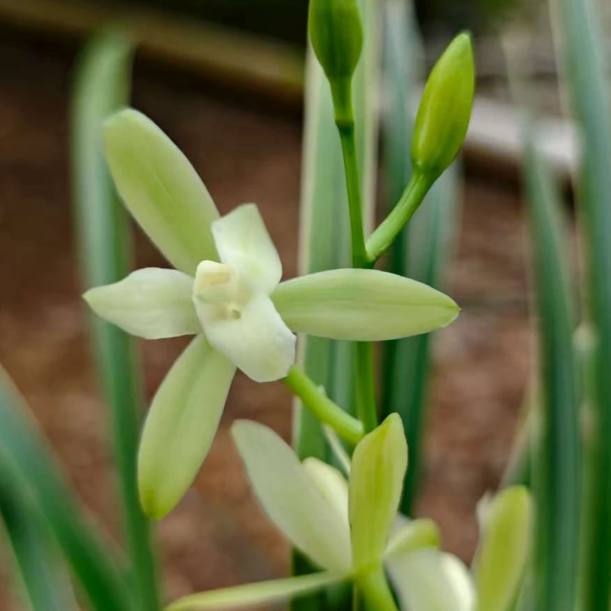 建兰[铁骨锦旗]兰花 浓香型兰花 花期6-11月