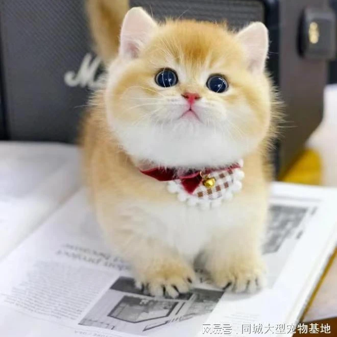 【二哥专属】金渐层 拿破仑 矮脚猫 慢基康