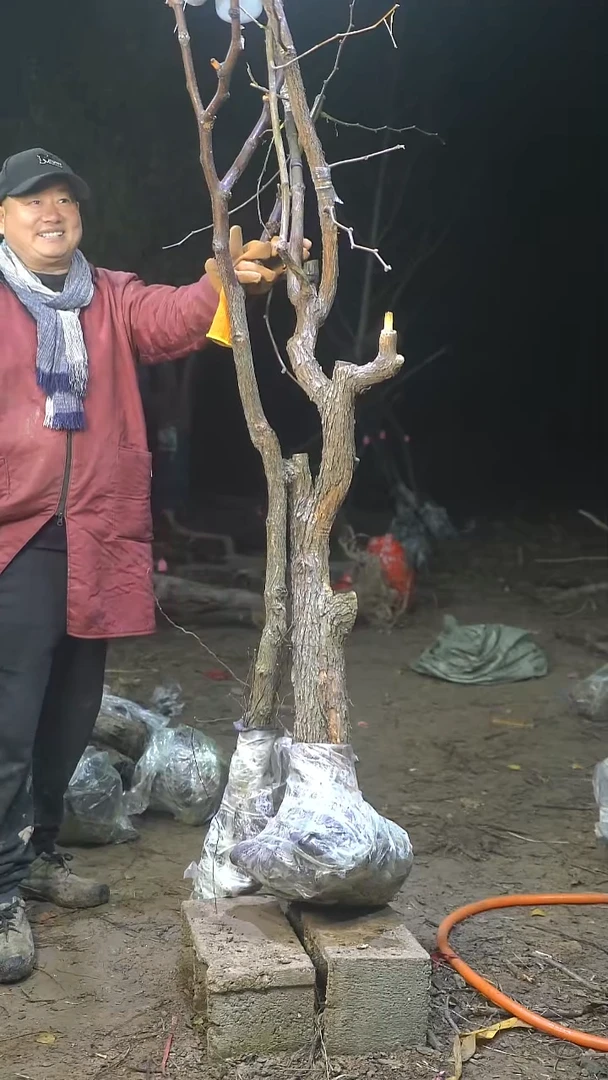 完全开放枣树123
