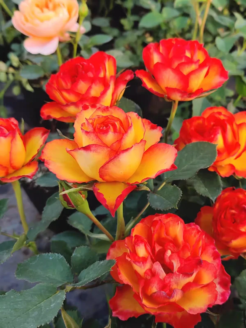 【火焰】月季花苗浓香花卉阳台庭院盆栽地栽勤花丰花四季开花