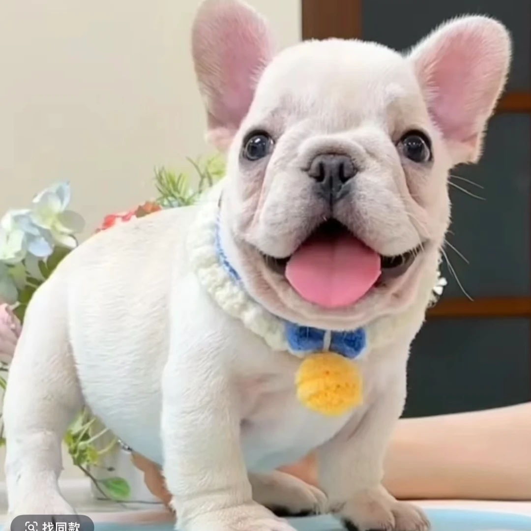 小伟宠物狗狗活体
