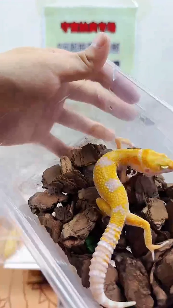 豹纹守宫豹纹守宫幼苗亚成体成体肥尾