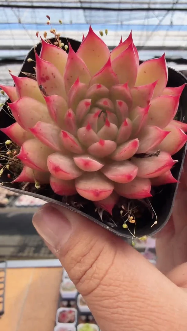 东云多肉园新款-261