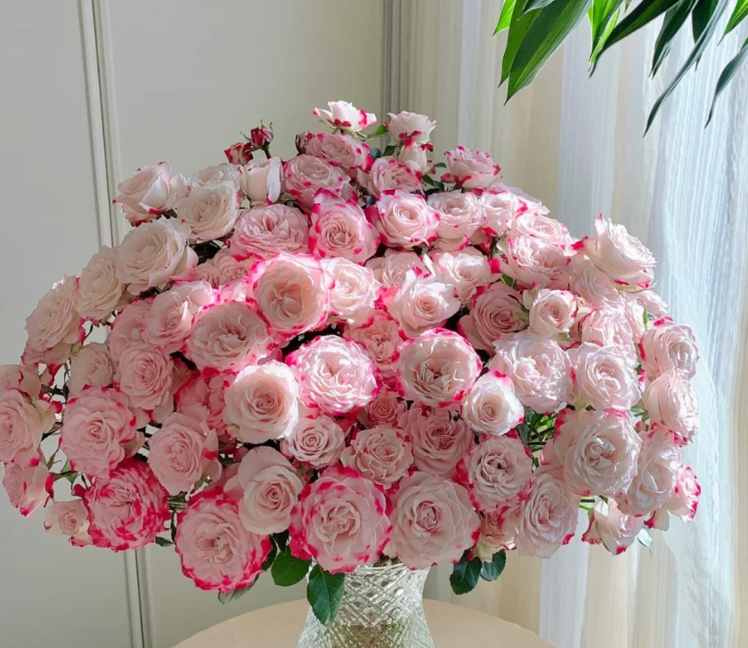 源头优选【折射】多头玫瑰  生活鲜花  昆明基地直发