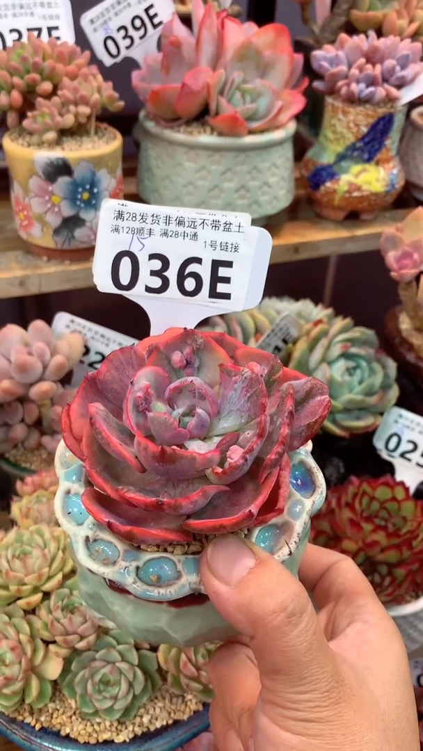 036E(一物一拍实付满28发货,默认不带盆土)