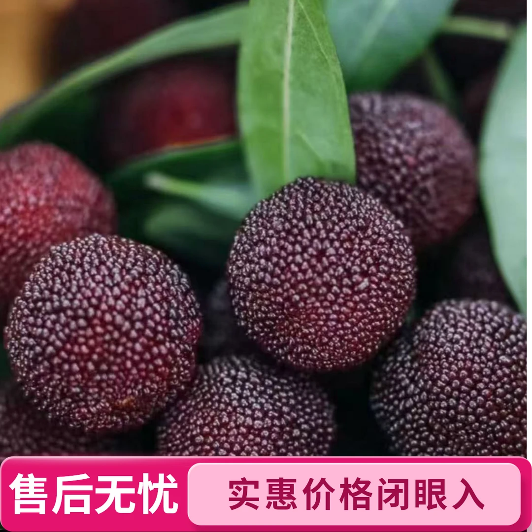 【9A东魁杨梅颗粒装】仙居东魁杨梅礼盒包装20-25g/颗 顺丰包邮新鲜杨梅浙江省