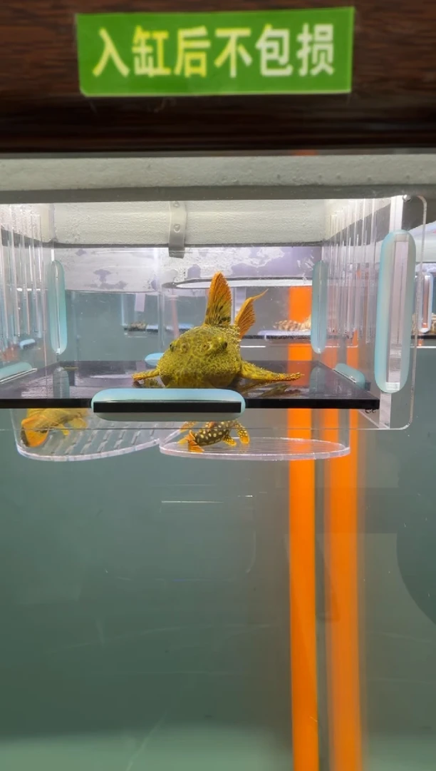 清道夫鱼101号600微瑕疵入缸不包损录制完整开箱视频10.5厘米