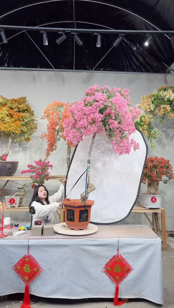 【闪购商品】盆景暗斑丽人