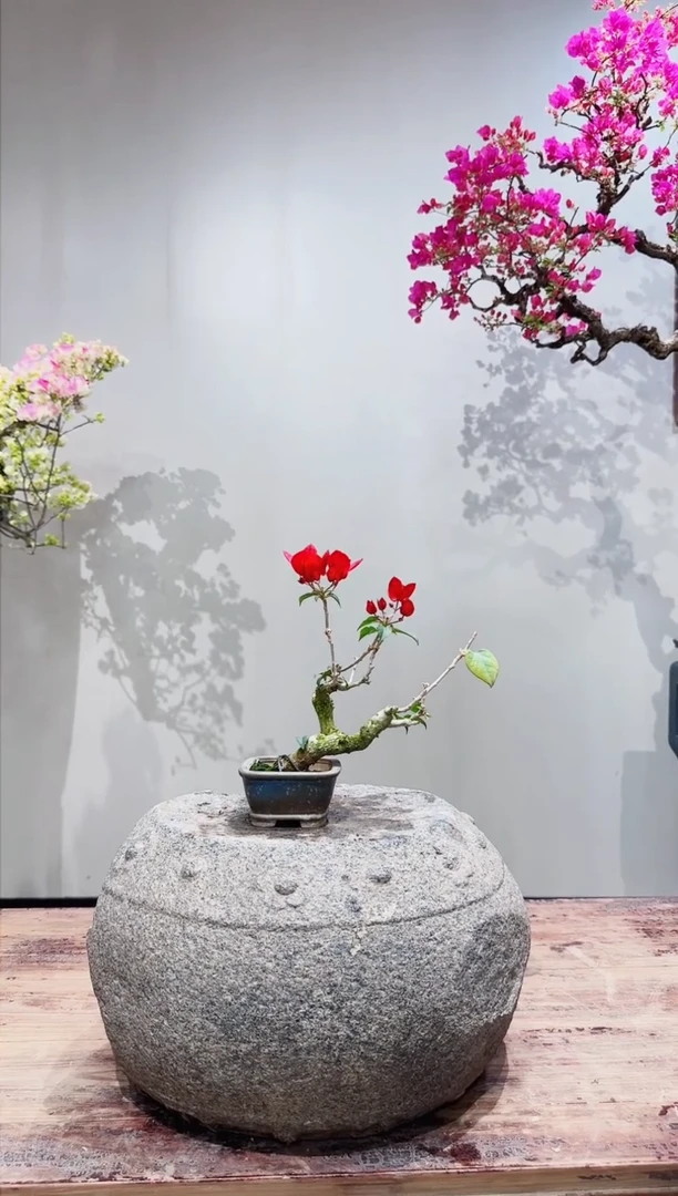 【闪购商品】盆景海岛大红