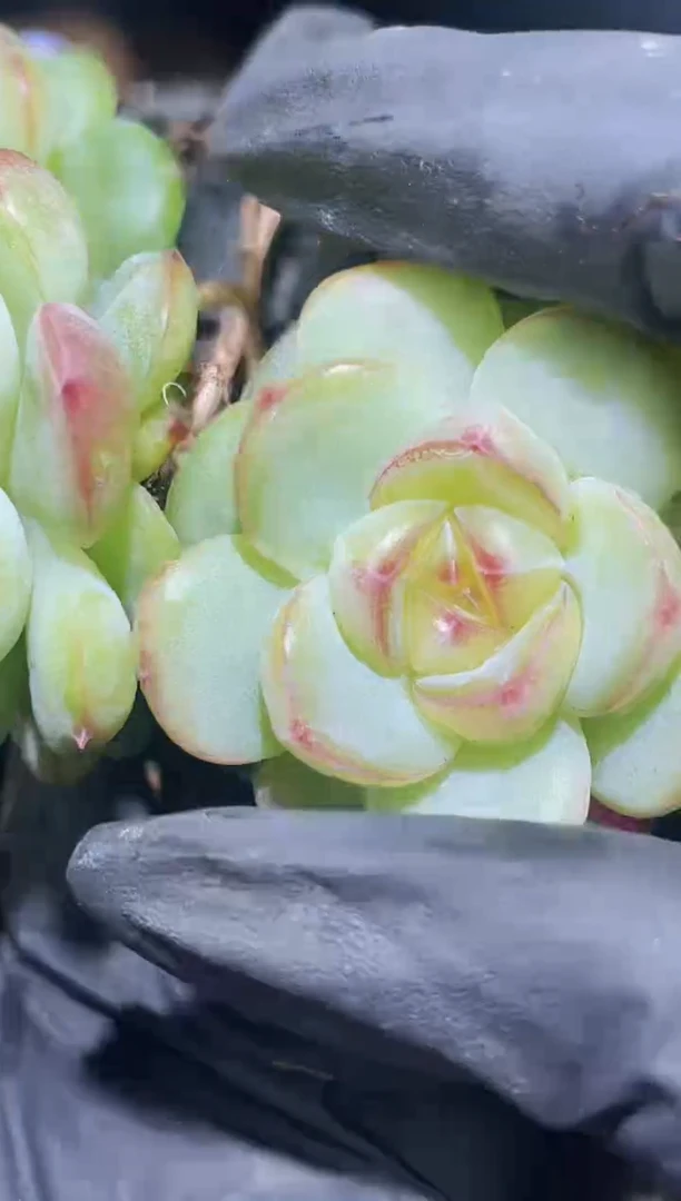 闪购2362  无冕之王多肉一颗   4-4.5厘米