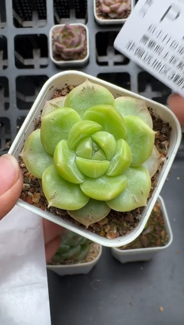 113P当天拍3颗包柚 脱土发纸巾打包 云禹花卉 珍妮多肉植物