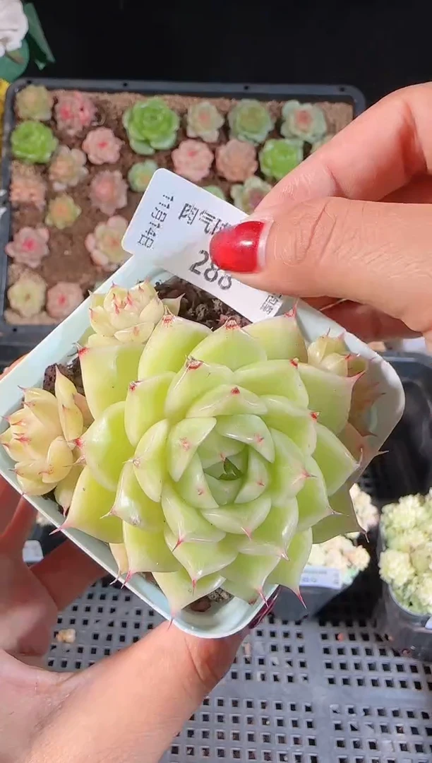 1114-288群生不包整