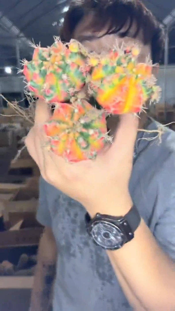 3颗 光辉牡丹【嫁接】