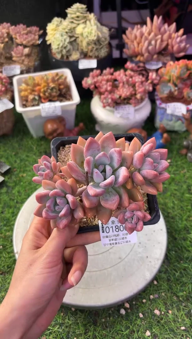 昆明印象多肉01806