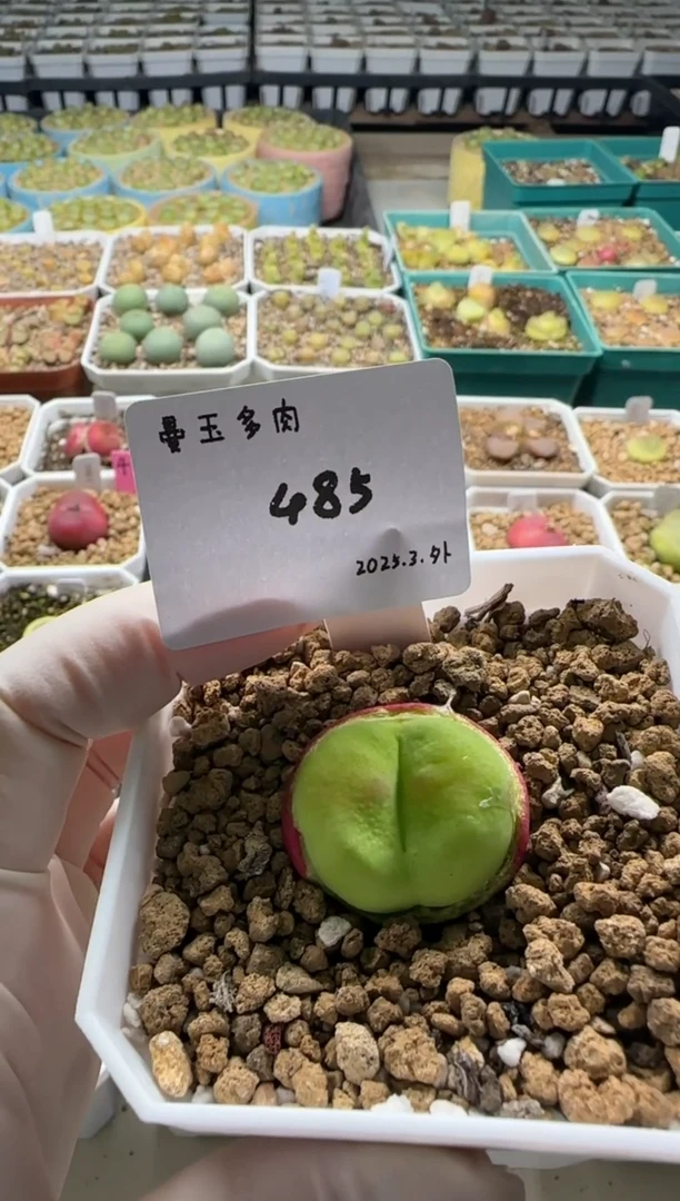 【闪购商品】3.9-485
