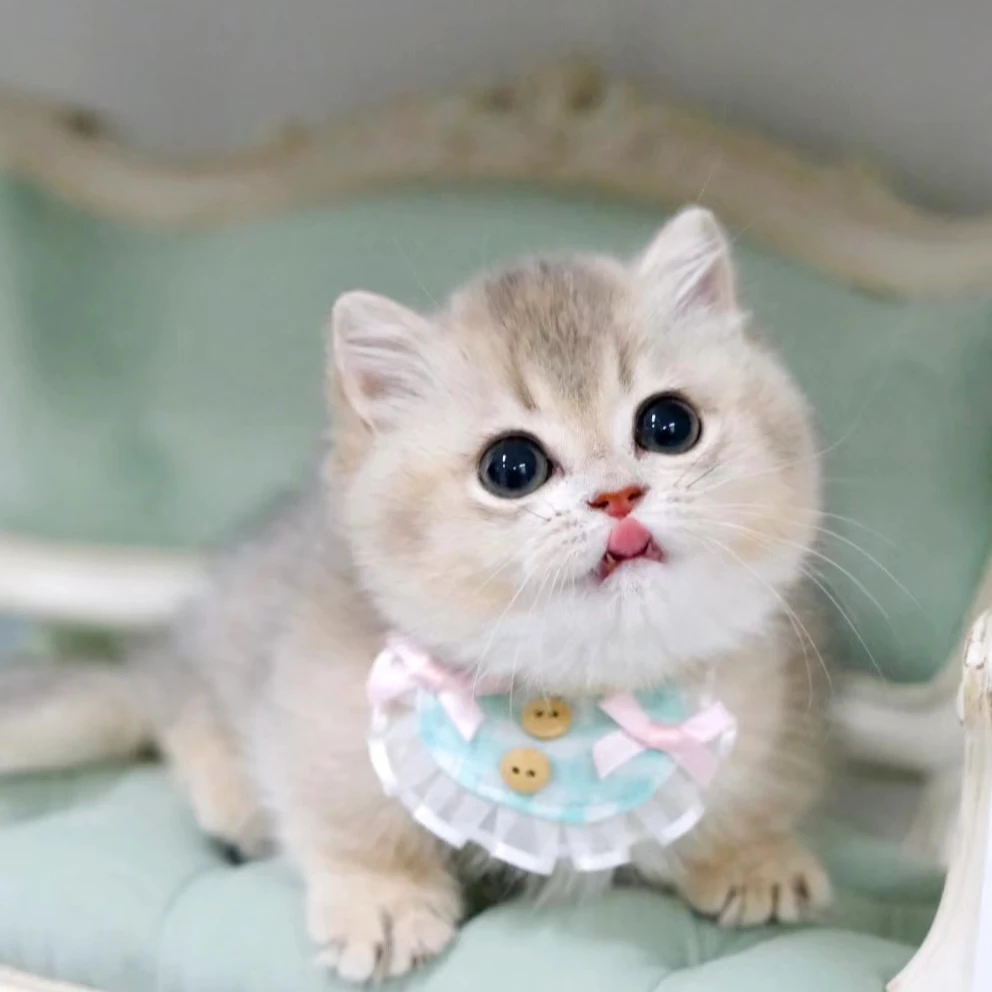 【墨墨】全品种活体猫咪保健康-LHQ-Z001