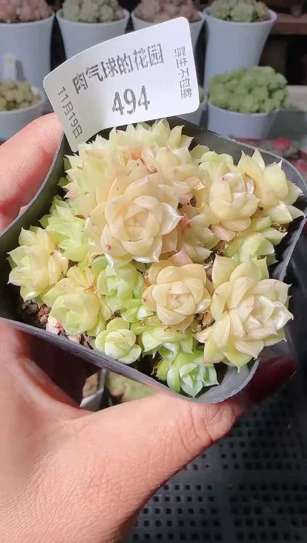 1119-494麦秆群生不包整