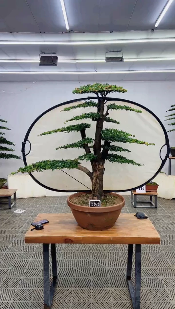 无花朵造型盆景一物一拍