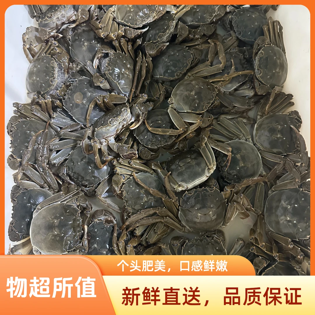 鲜活精品大闸蟹母75元1斤一只2.5两左右