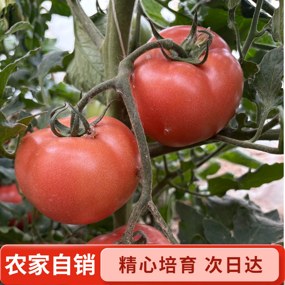 北京老品种西红柿拍2斤发3斤±2两自然熟沙瓤西红柿酸甜多汁儿新鲜