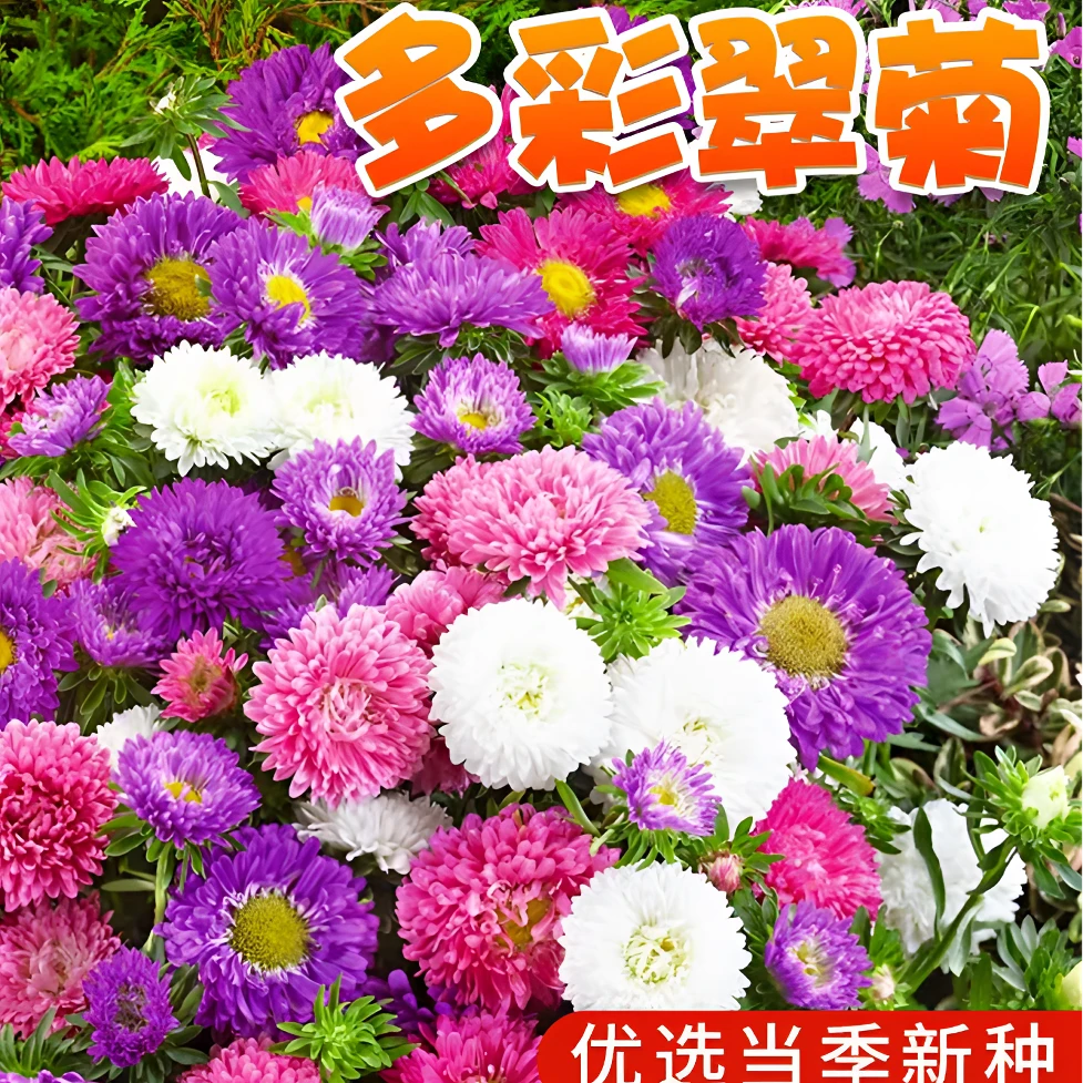 【混色糖果翠菊种子】耐热易种阳台庭院植物种子