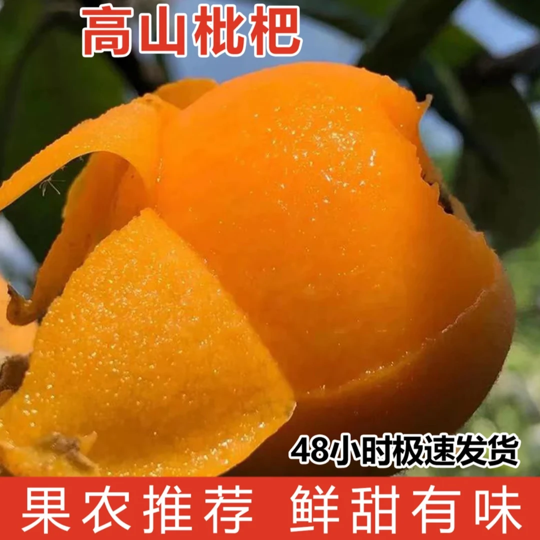 云南永善大五星枇杷新鲜果现摘当季新鲜水果枇杷1/3/5斤顺丰包邮