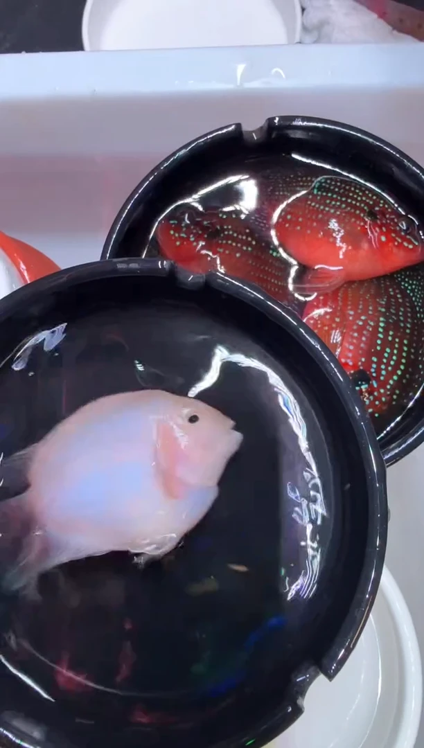 鹦鹉鱼胭脂粉公