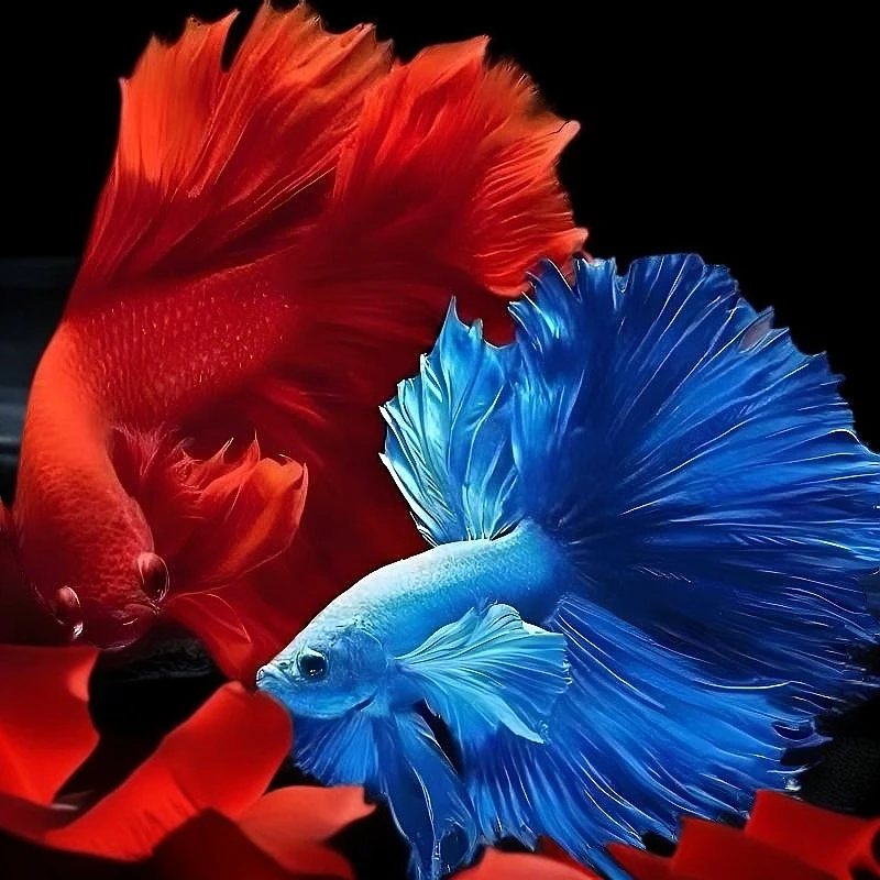 精品泰国斗鱼超大婚纱尾纯白半月公小型观赏鱼热带鱼活体养鱼发货