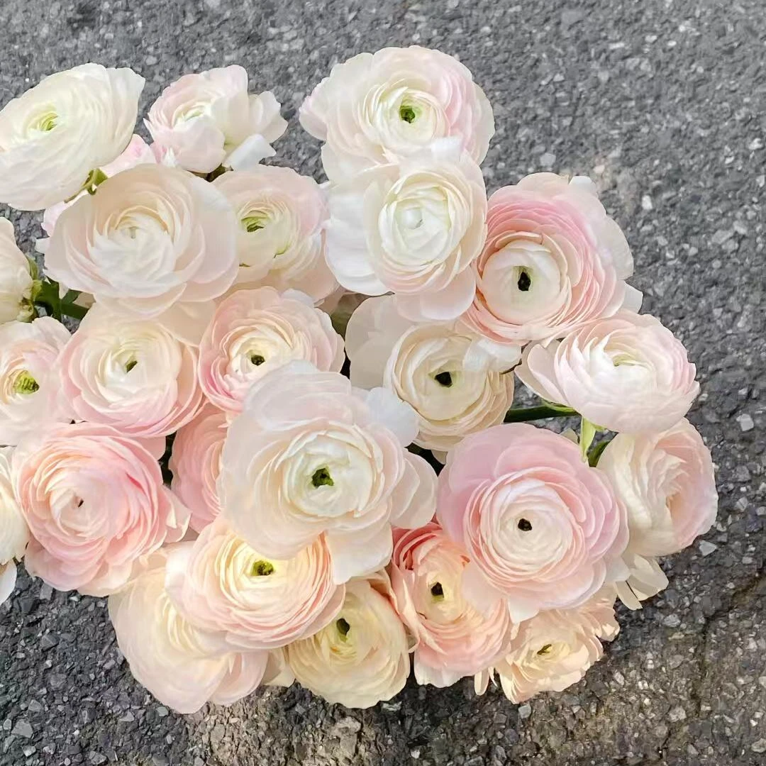 【河内洋牡丹】进口河内大花头洋牡丹鲜花花束