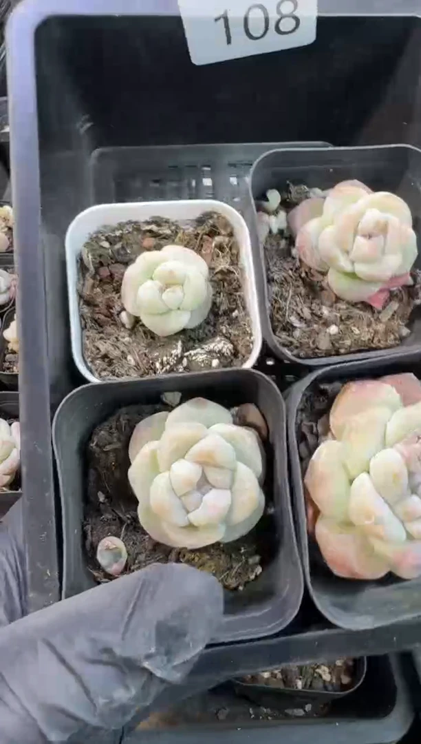 【闪购商品】108号到手1框--江北一物一拍