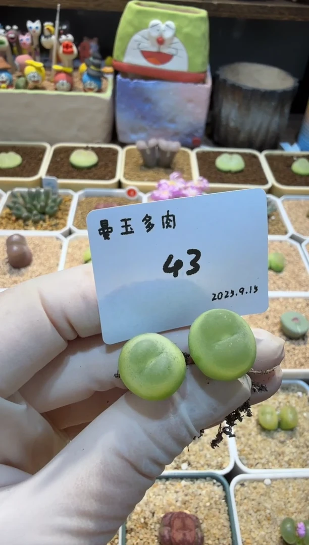 小*丶25.9.15-43小美