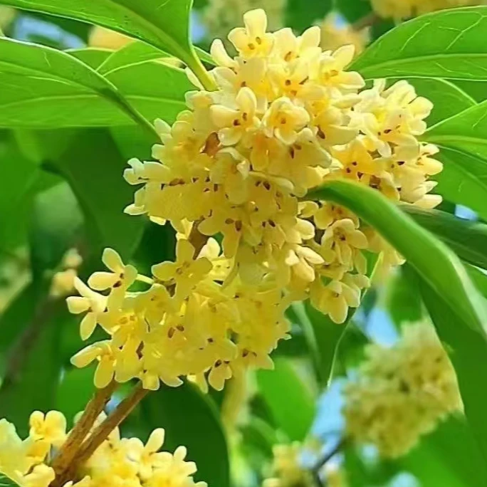 大型桂花树苗 金桂 朱砂桂 一物一拍