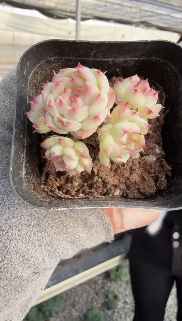 东云多肉园新款-211