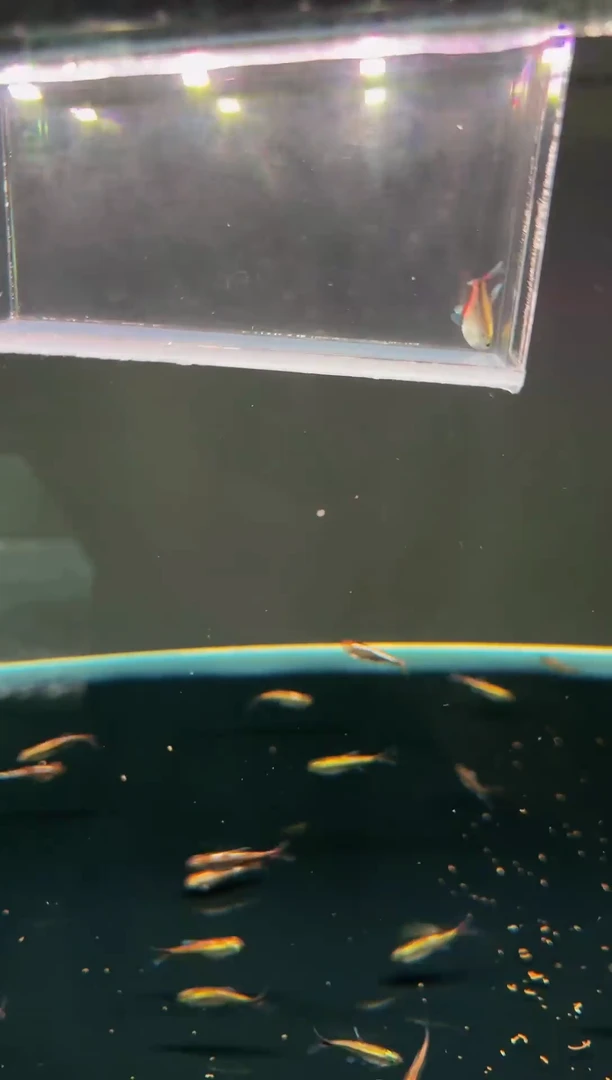 灯科鱼白金赤霞*1