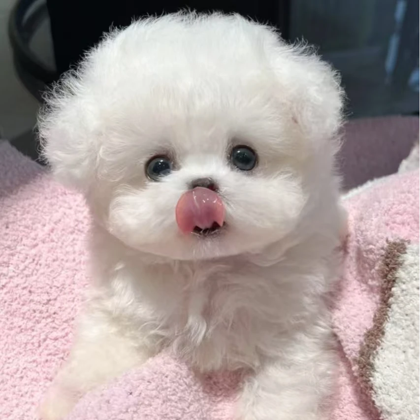 【威姐-次日达】韩系小比熊宠物活体幼体保障链接小狗小狗