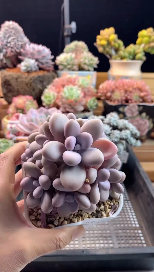 【闪购商品】1.16-56腰子蛋小树