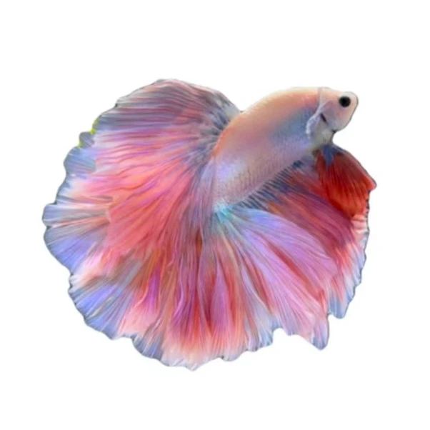 A4(73-96)精品泰国斗鱼小型热带观赏鱼