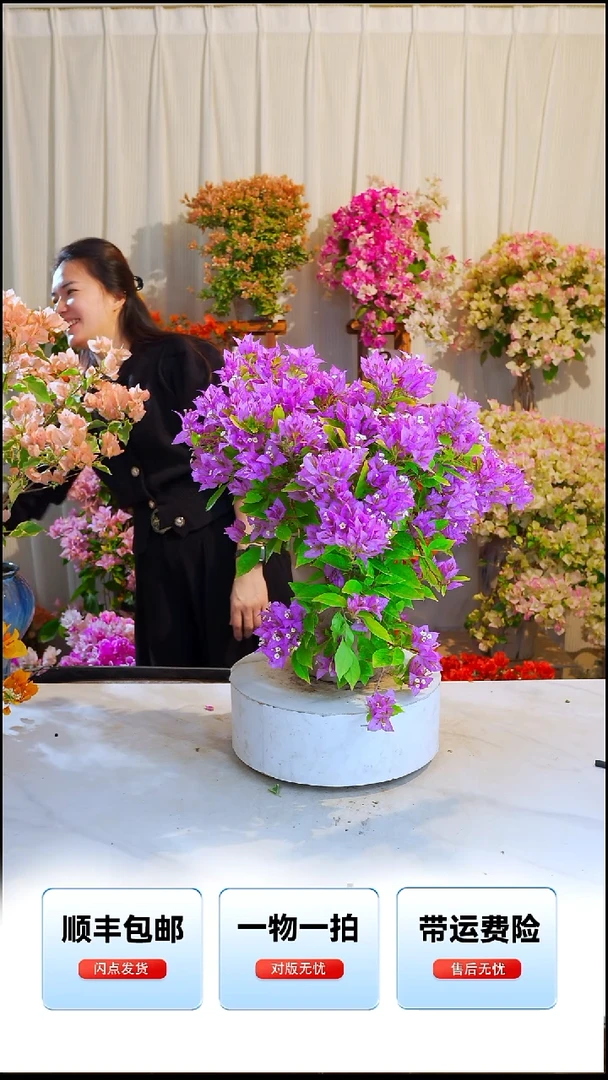 大部分开放少量花苞粉红豹