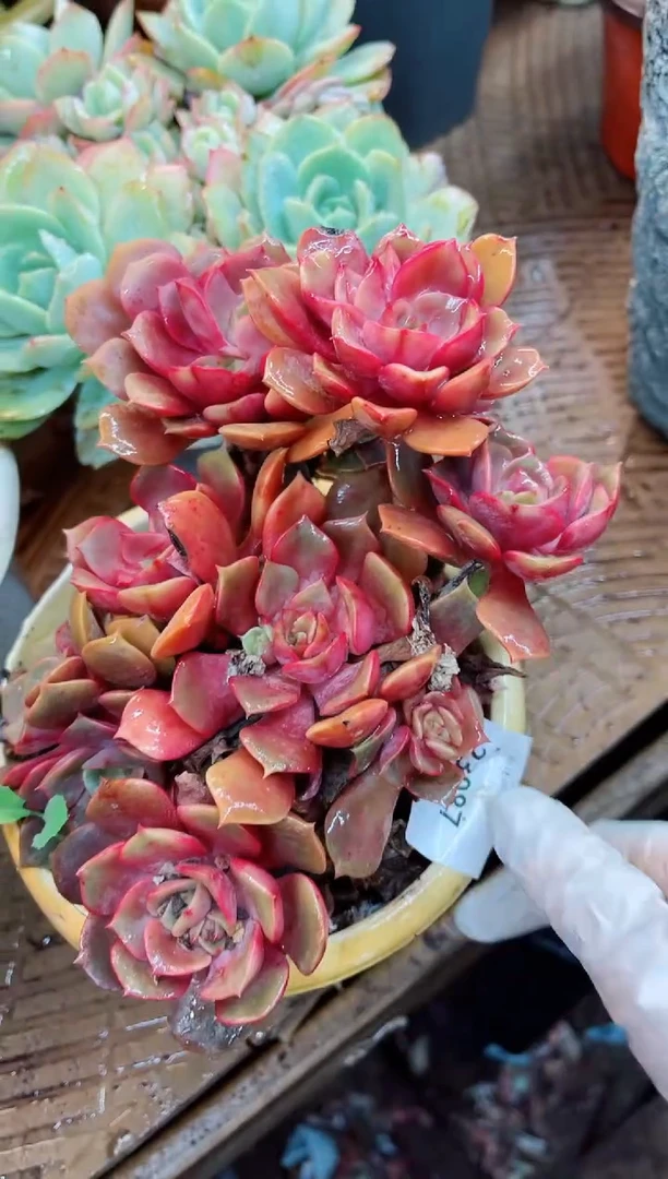 【闪购商品】23087