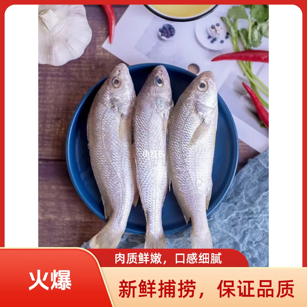 青岛鳌山小船新鲜白古鱼