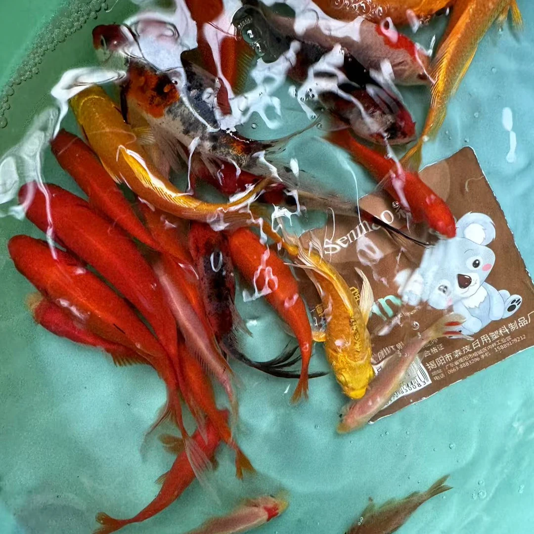 8号【8-10公分花色随机混搭5条+2条备损】红色是草金 锦鲤